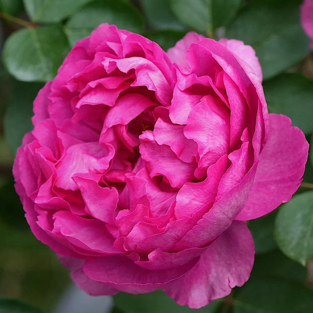 Rouge de Parfum
