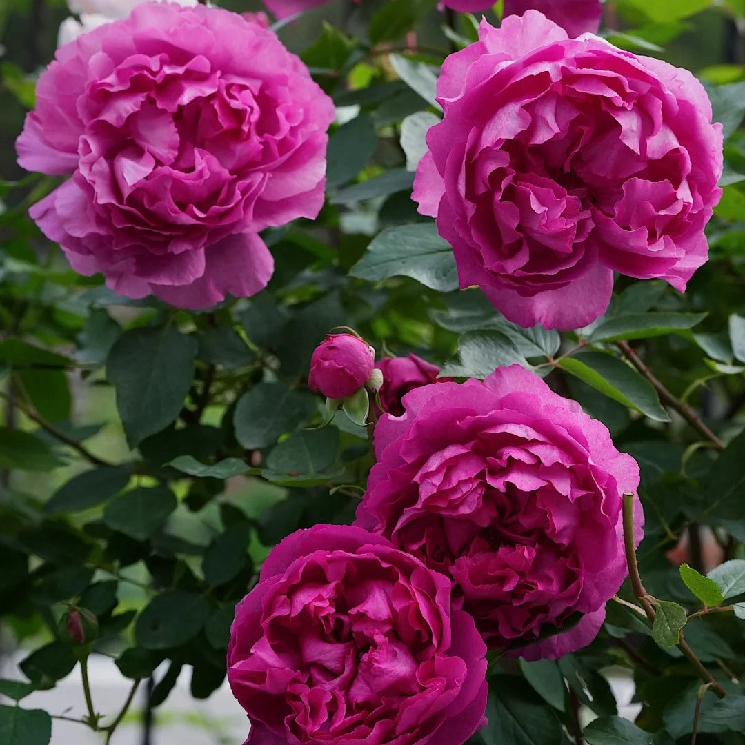 Rouge de Parfum