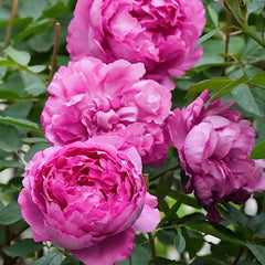 Rouge de Parfum-伊芙胭脂香水｜Japanese Shrub Rose – Ergongzy Roses