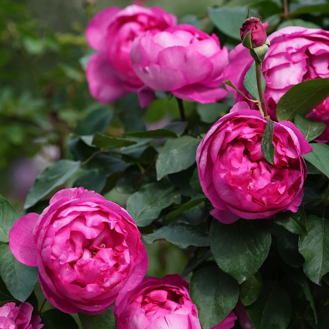 Rouge de Parfum