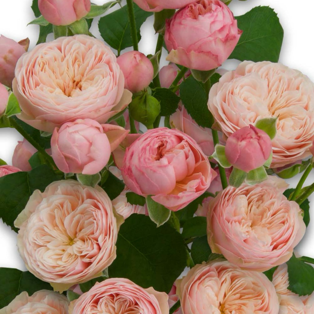 Royal Blush Rose