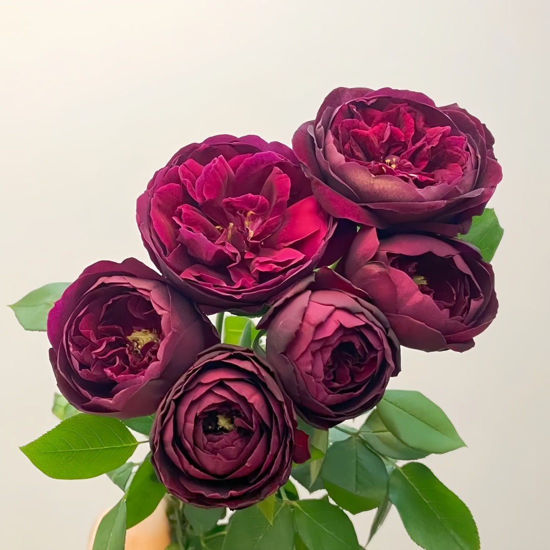 Royal Palace Rose