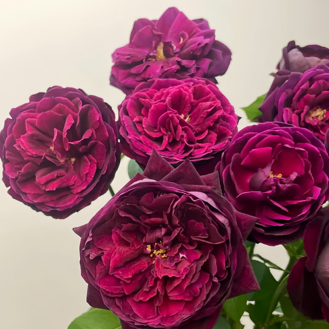 Royal Palace Rose