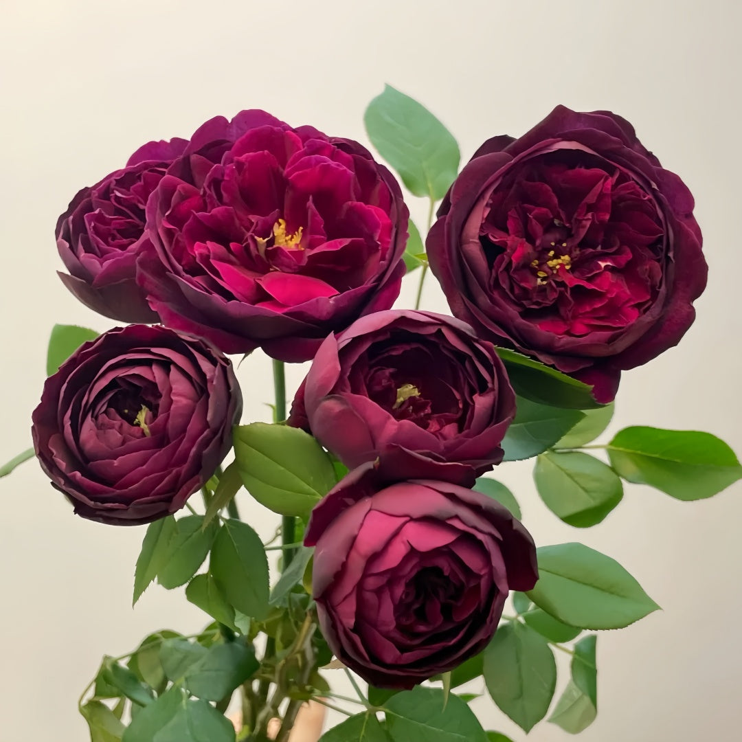 Royal Palace Rose