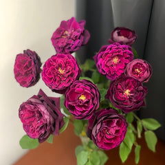 Jun吉＆ROSESさま専用rice28 Royal Palace Rose-皇宫｜Japanese Shrub Rose. – Ergongzy Roses