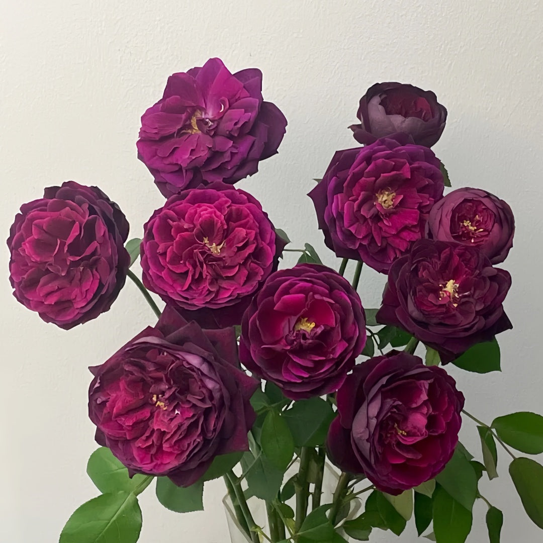 Royal Palace Rose