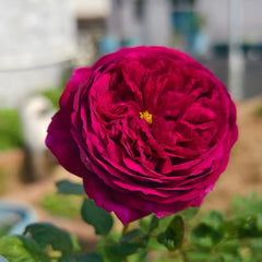 Royal Palace Rose