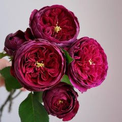 Royal Palace Rose