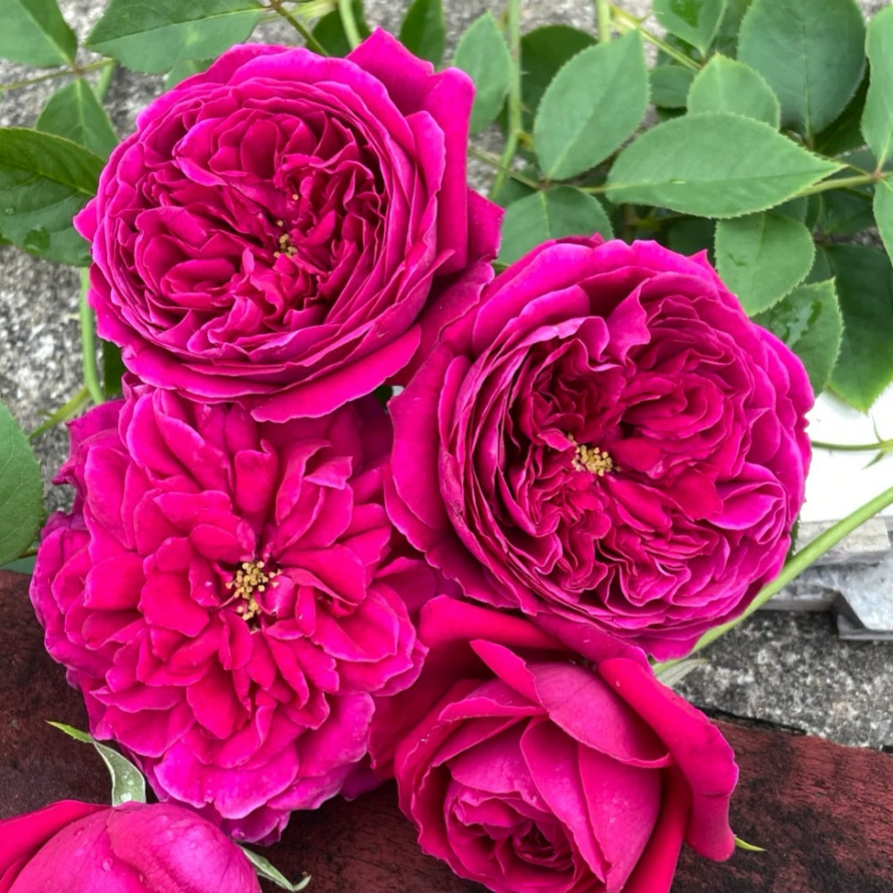 Royal Palace Rose