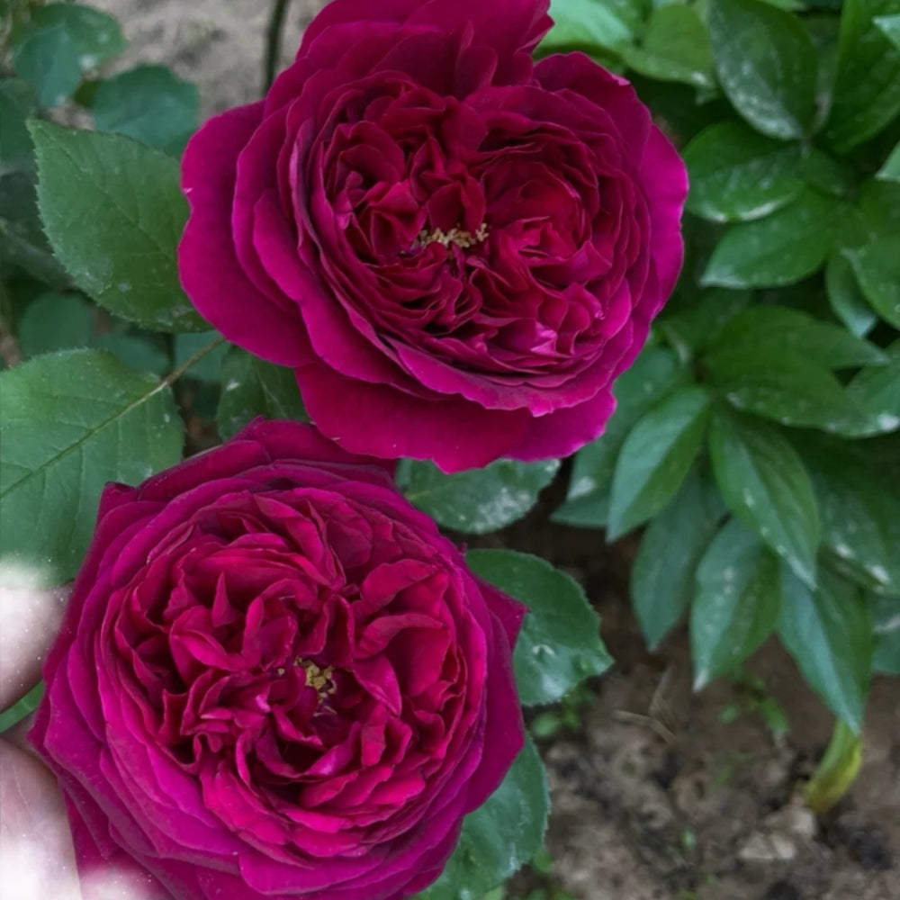 Royal Palace Rose
