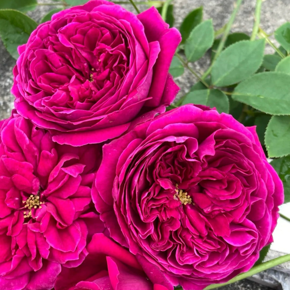 Royal Palace Rose