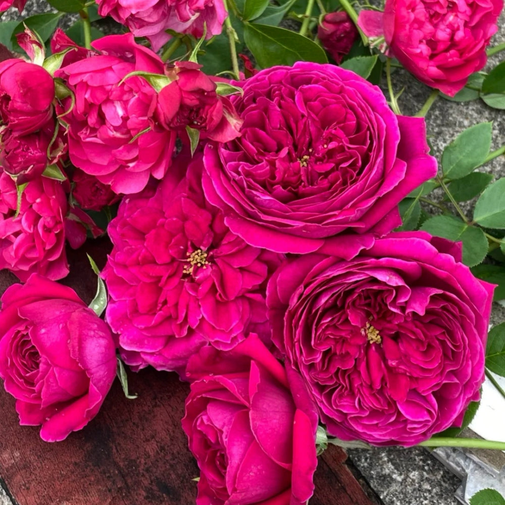 Royal Palace Rose