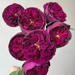 Royal Palace Rose