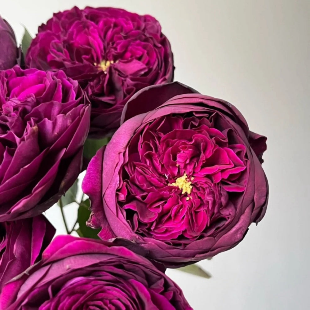 Royal Palace Rose