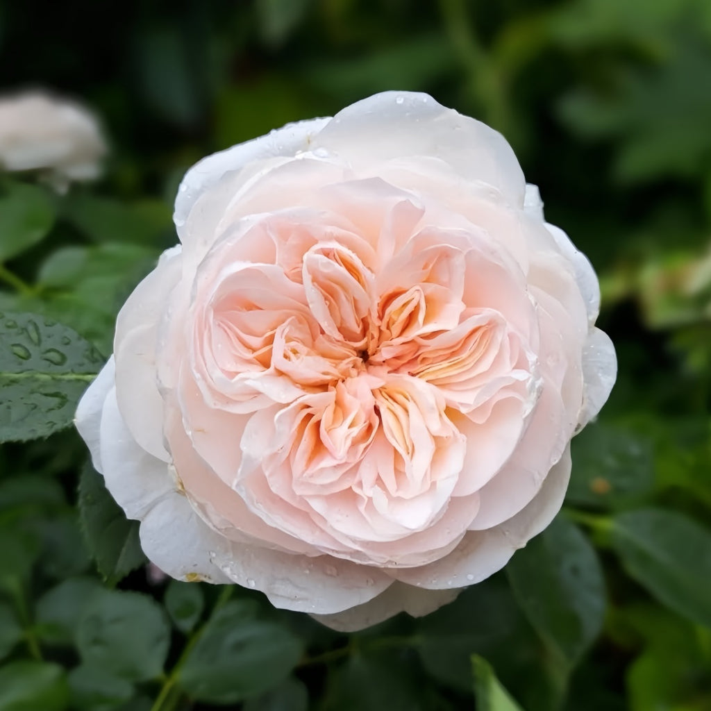 Sabrina 萨布丽娜 climbing Rose. Continue Blooming. Will ship