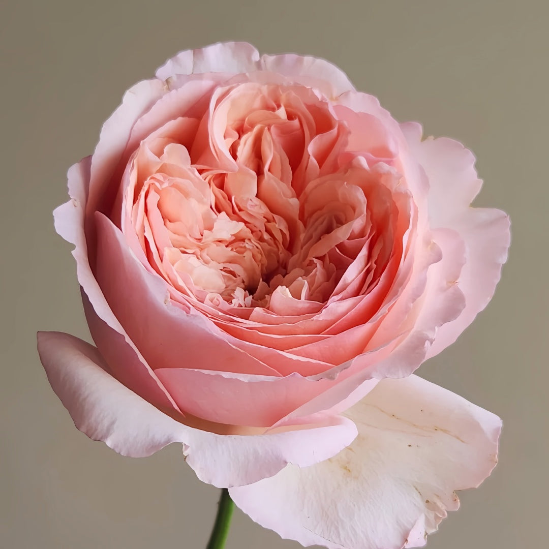 Salmanasar Rose