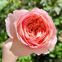 Salmanasar Rose