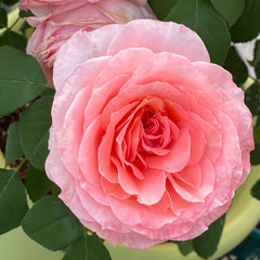 Salmanasar Rose