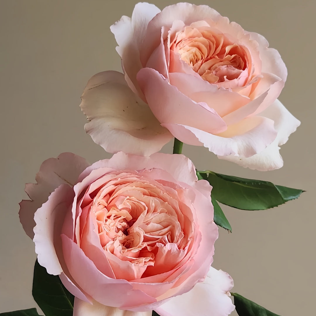 Salmanasar Rose