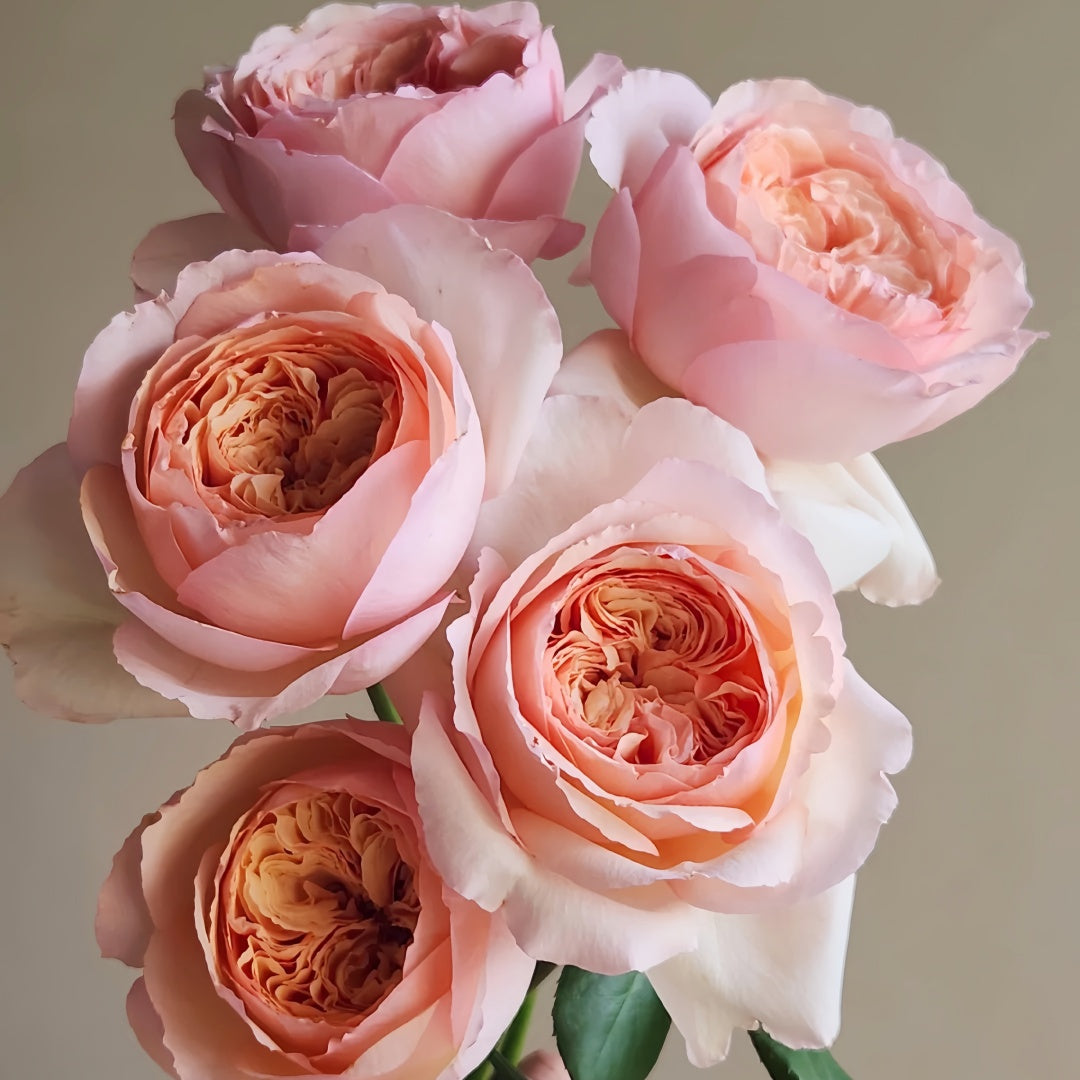 Salmanasar Rose
