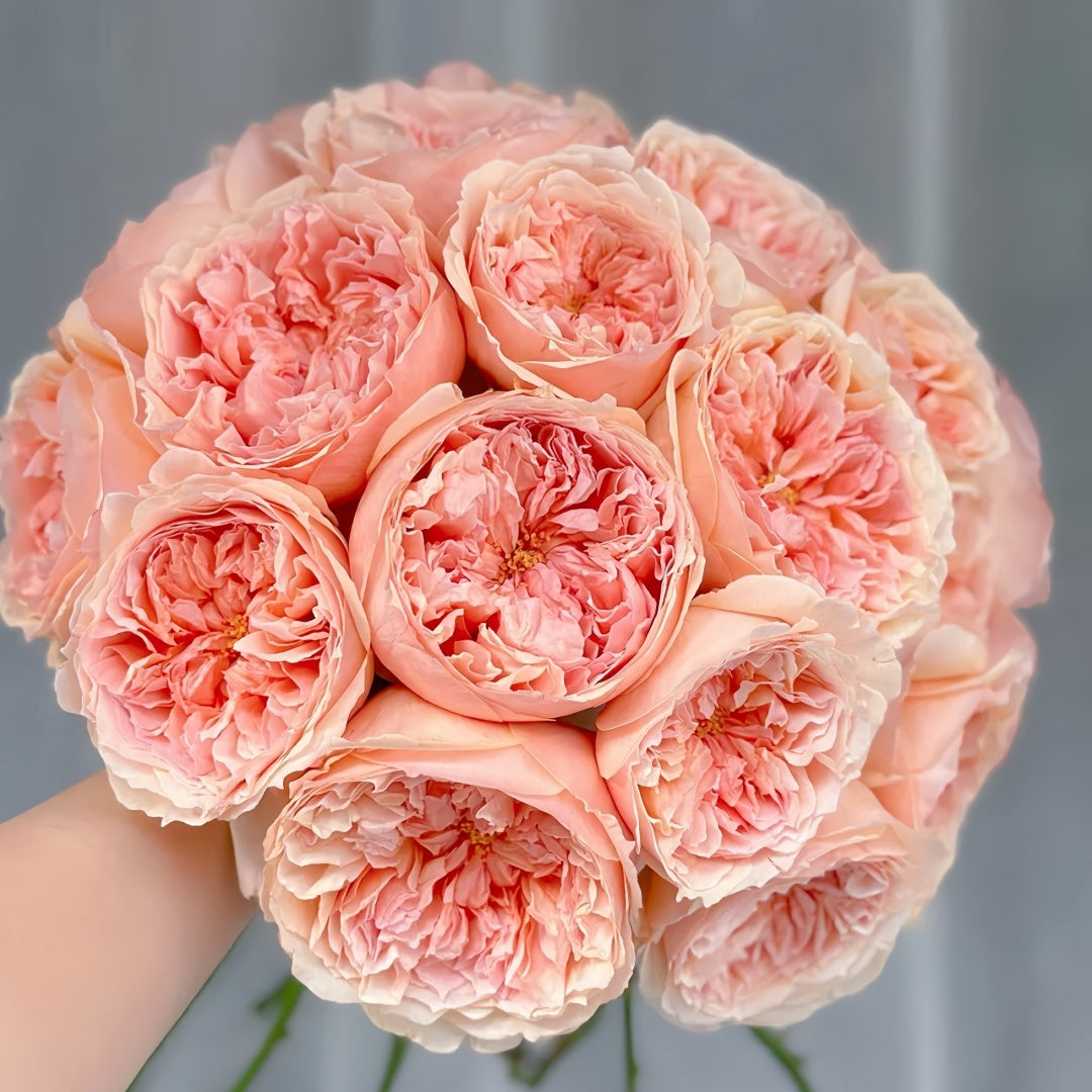 Salmanasar Rose