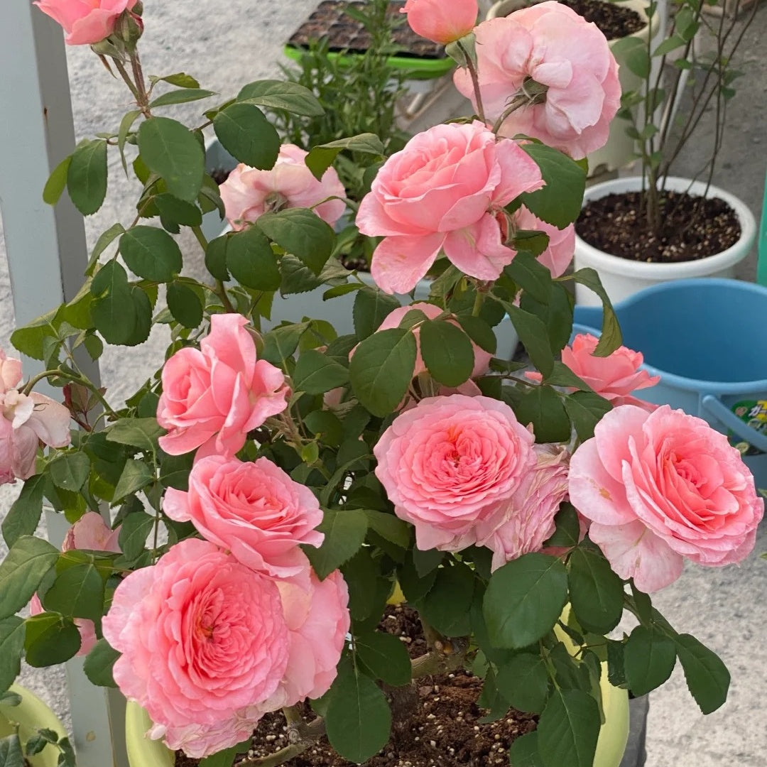 Salmanasar Rose