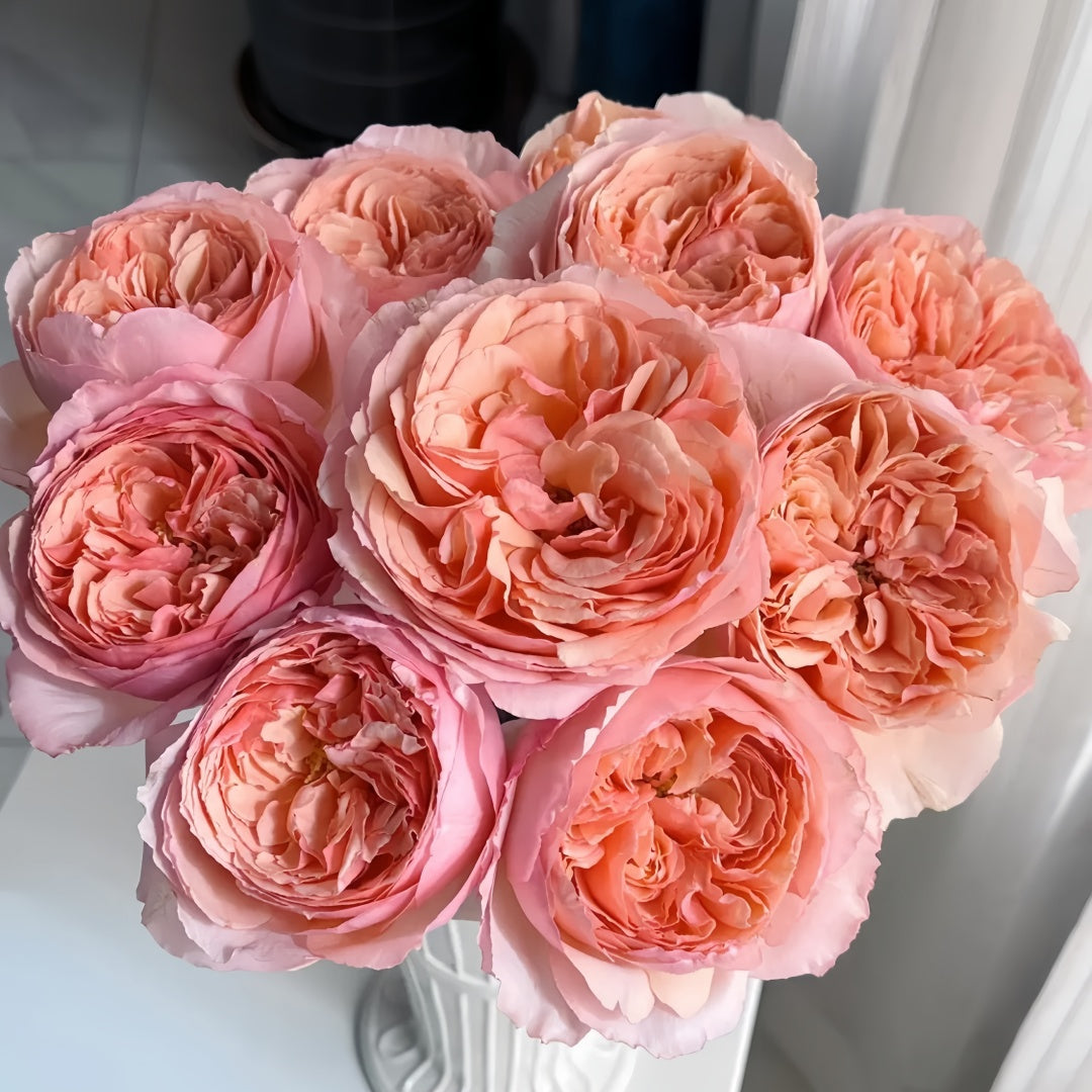 Salmanasar Rose