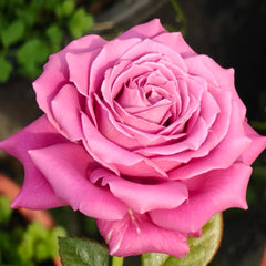 San Gong Zi Rose