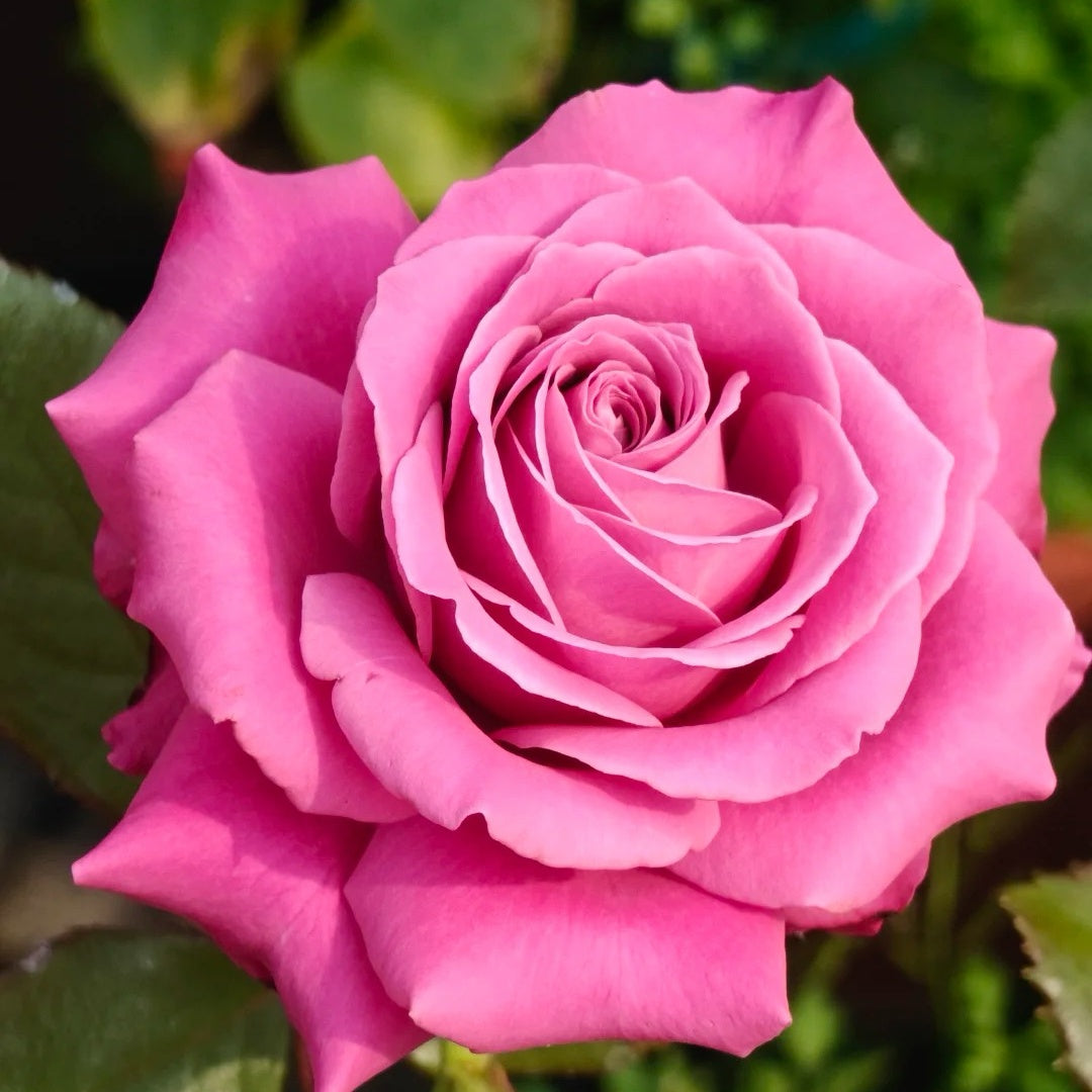San Gong Zi Rose