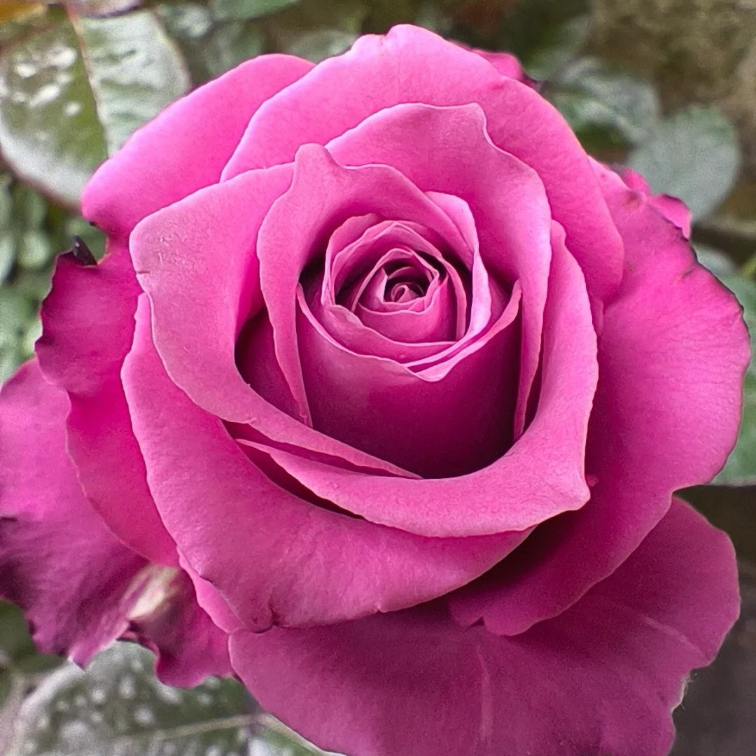 San Gong Zi Rose