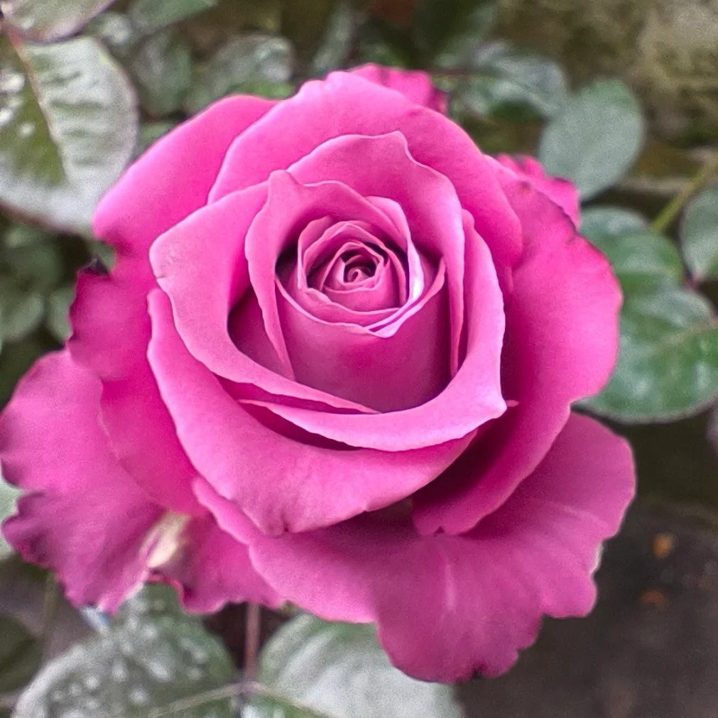 San Gong Zi Rose