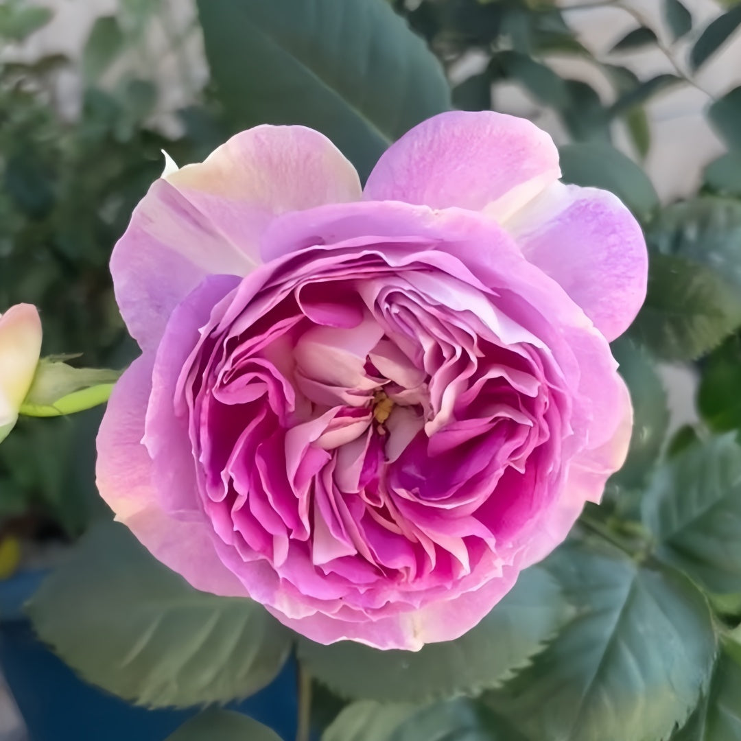 Saphir Rose