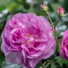 Saphir Rose