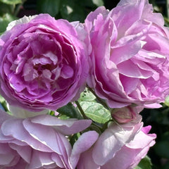 Saphir Rose