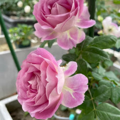 Saphir Rose