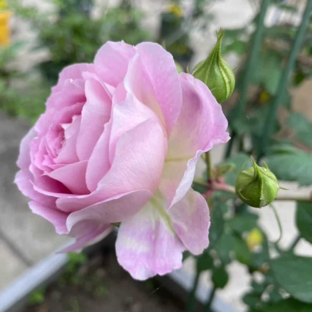 Saphir Rose