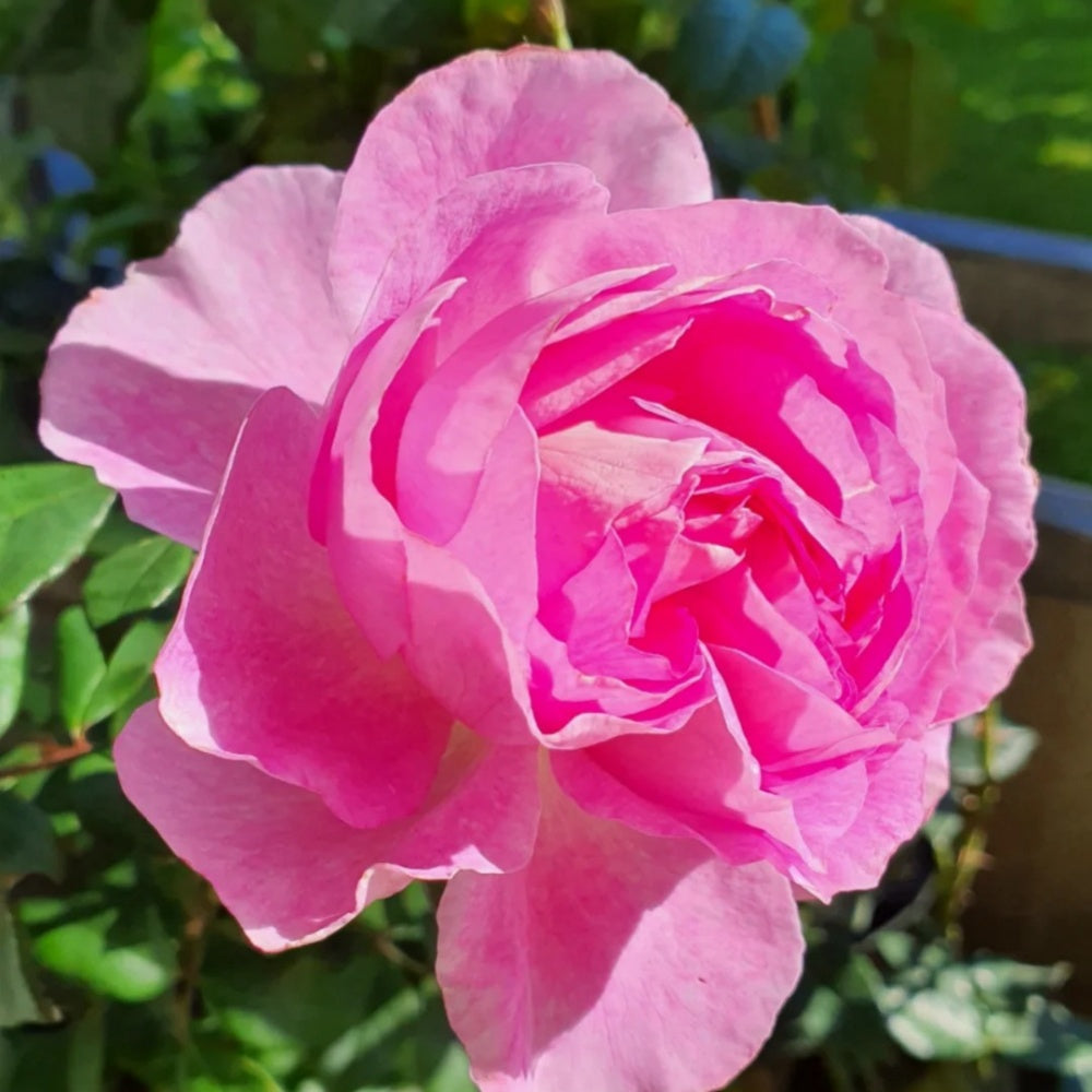 Saphir Rose