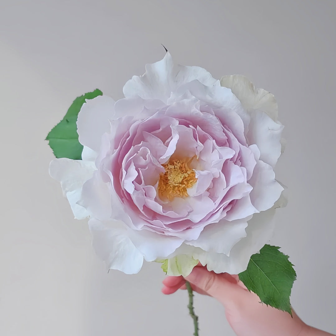 Saphiret Rose
