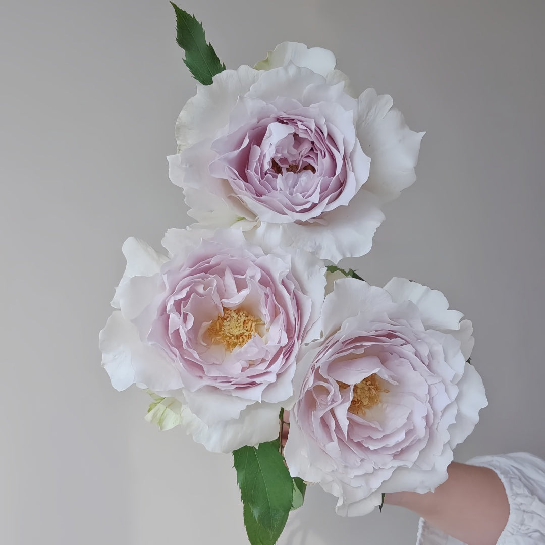 Saphiret Rose