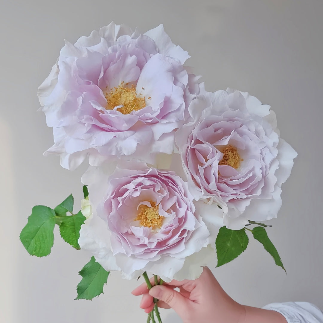 Saphiret Rose