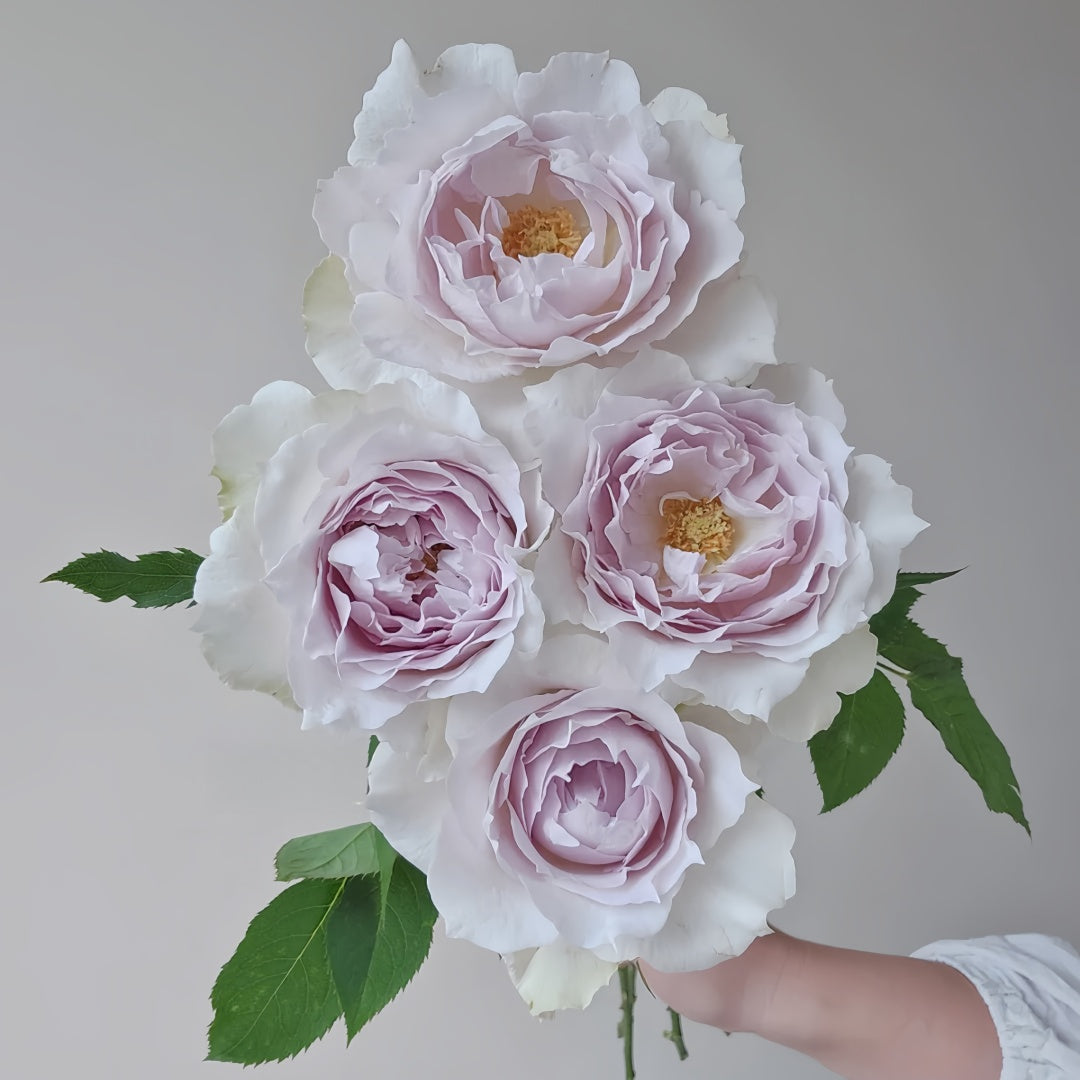 Saphiret Rose