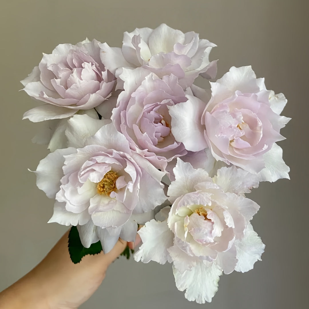 Saphiret Rose