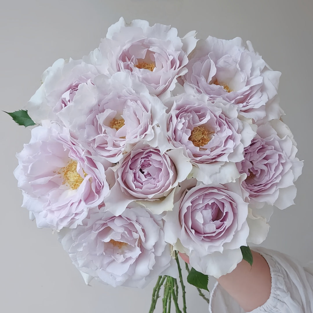 Saphiret Rose