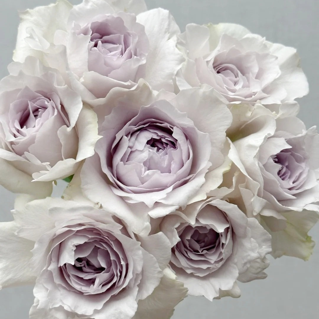 Saphiret Rose