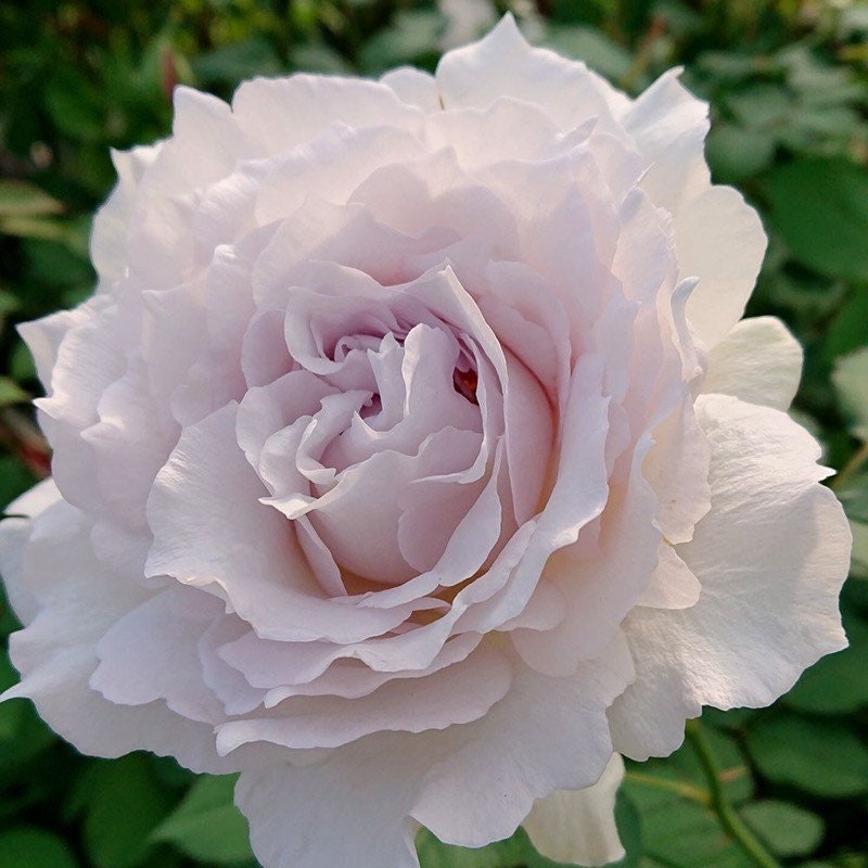 Saphiret Rose