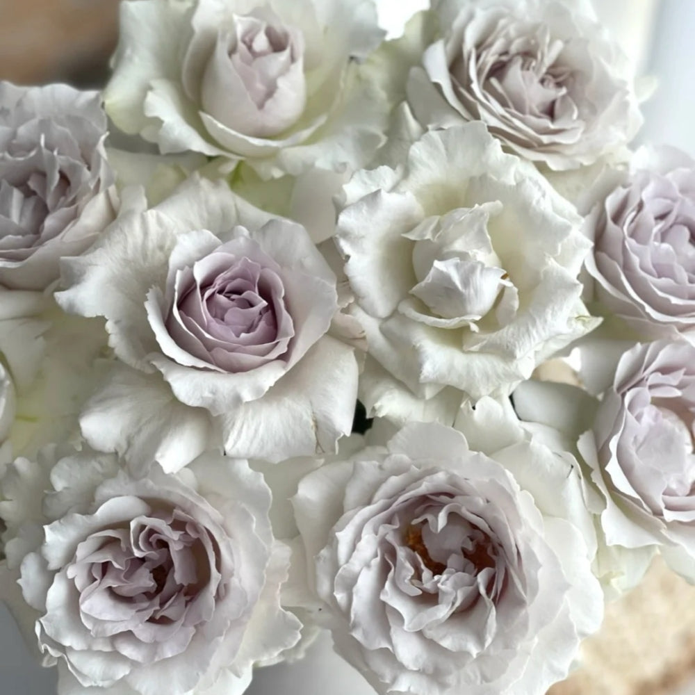 Saphiret Rose-莎菲天使｜Japanese Shrub Rose