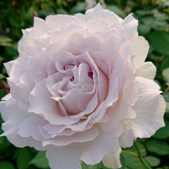 Saphiret Rose