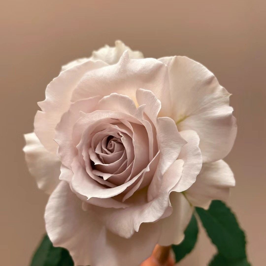 Saphiret Rose
