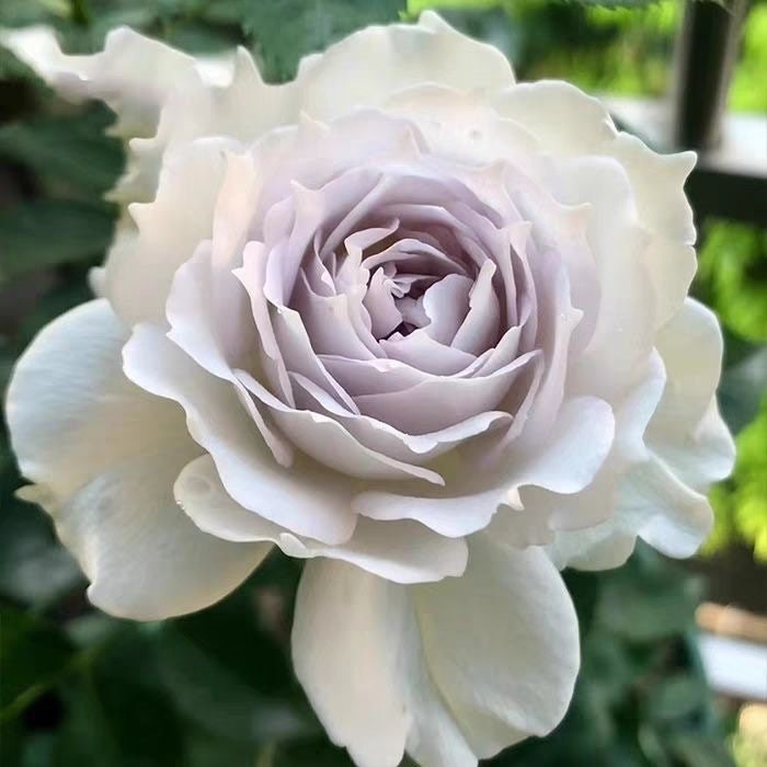 Saphiret Rose