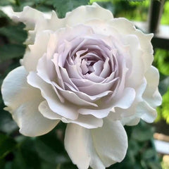 Saphiret Rose